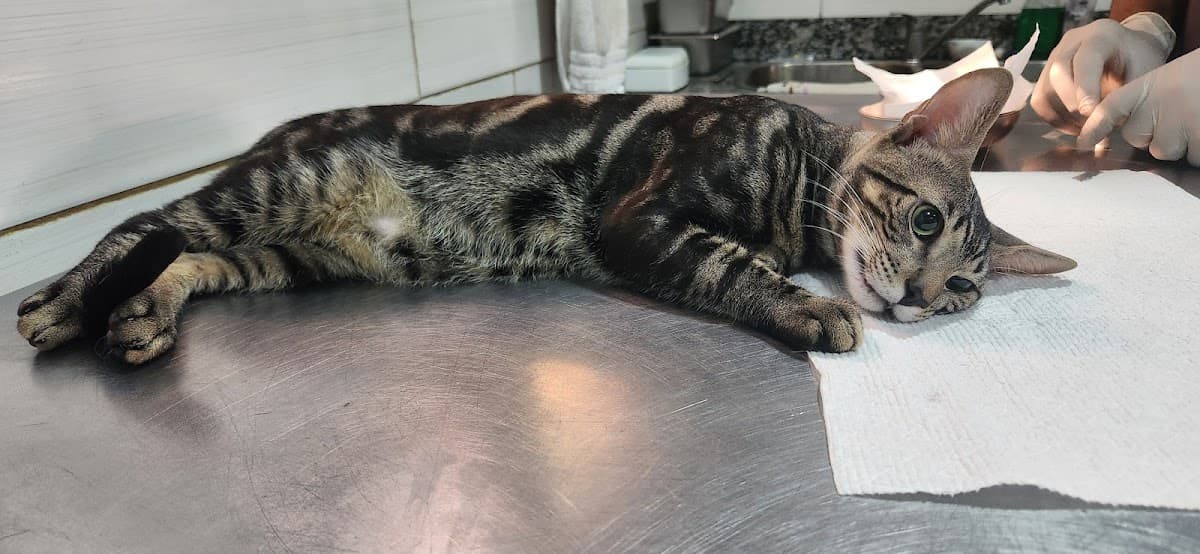 NB Veterinary Services, Dr. Nardeo Bassoodeo