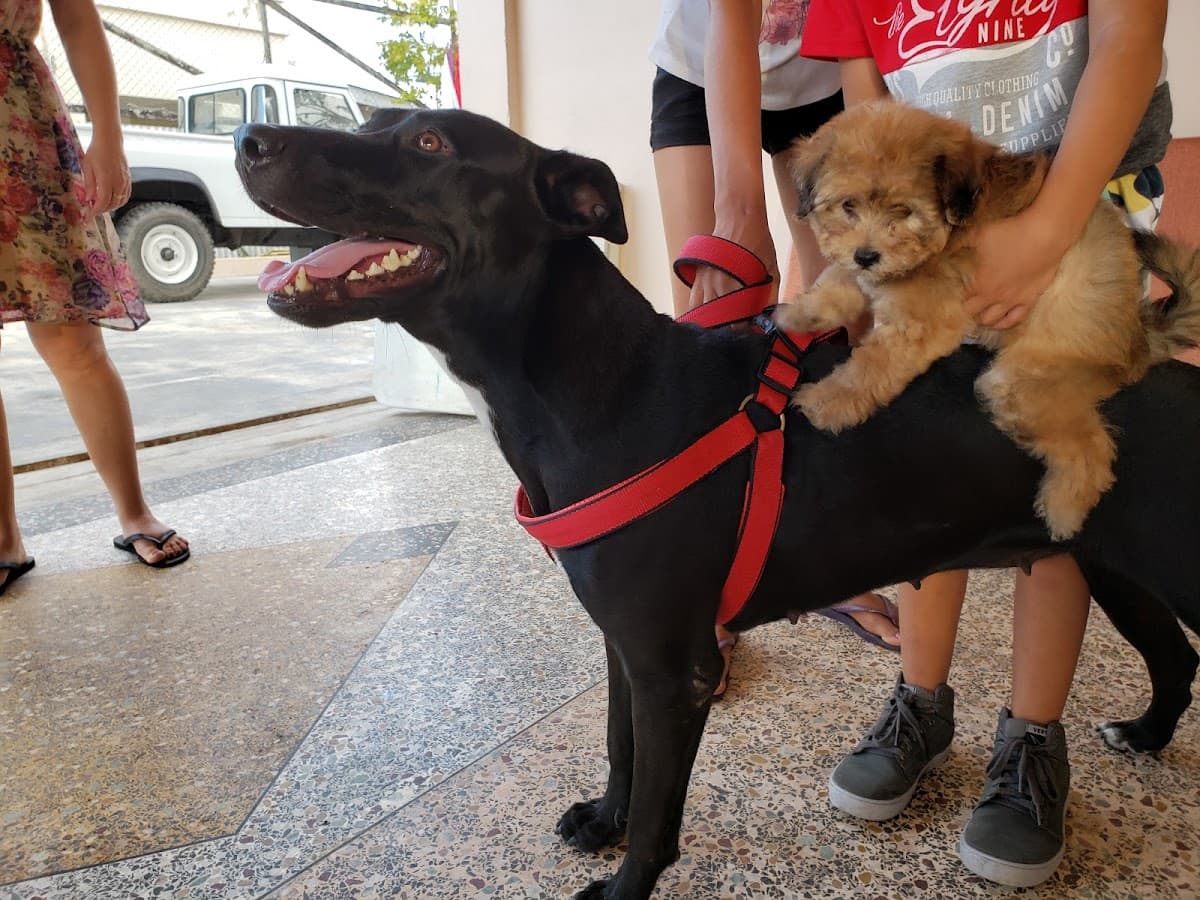 NB Veterinary Services