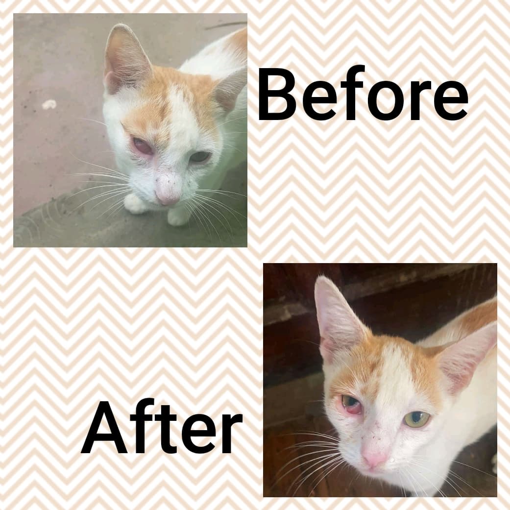 Fureva Hope Alive Animal Rescue Sanctuary INC